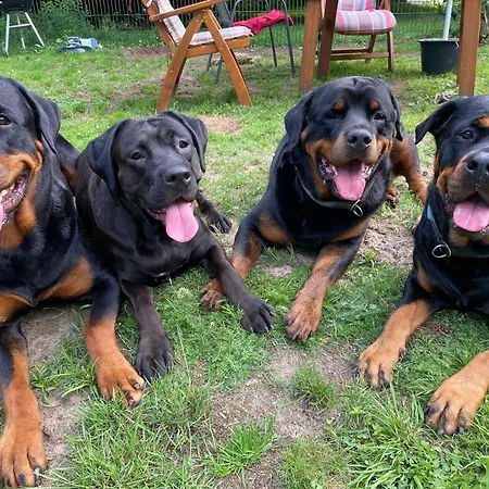 Stilvolle Unter Reet In Windbergen